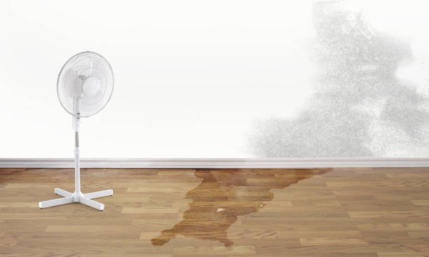 Best 24/7 water damage repair  in Ellettsville, IN